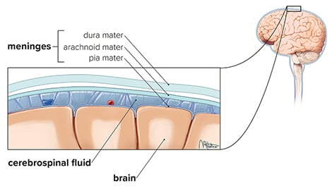 concussion brain anatomy cerebral spinal fluid meninges