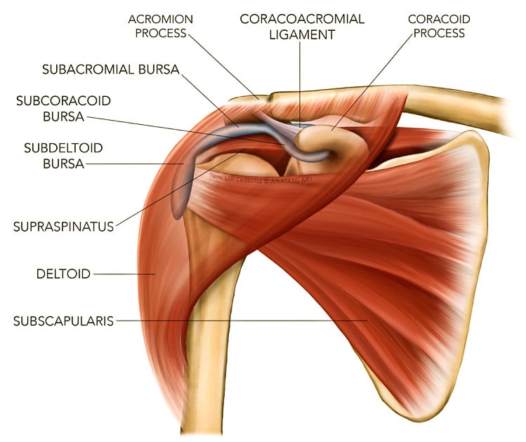 shoulder joint anatomy showing subacromial bursa supraspinatus tendon coracoacromial joint coracoid process deltoid subscapularis tendons