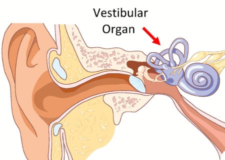 vestibular organ apparatus inner ear anatomy
