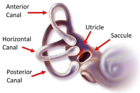 Vestibular organ anatomy anterior horizontal posterior canal saccule utricle final